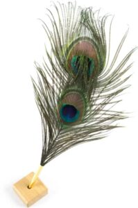 Plume de Paon Naturelle