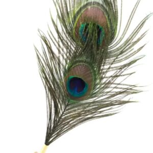 Plume de Paon Naturelle